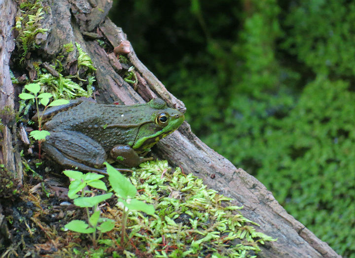 Green Frog